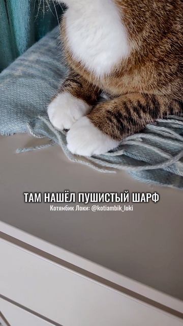 Частушки от Котямбика: Я залез сегодня в шкаф😸