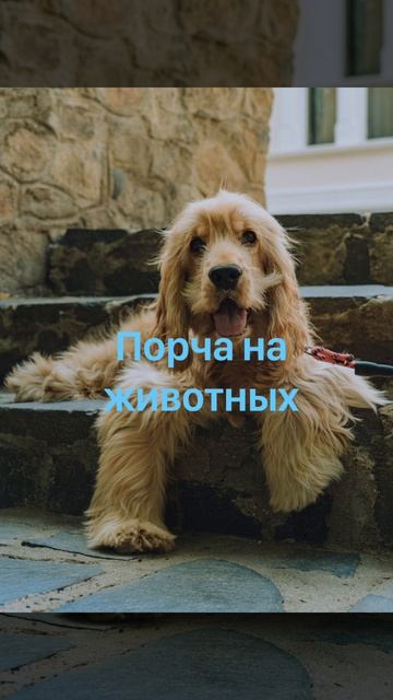 Снять порчу с животных