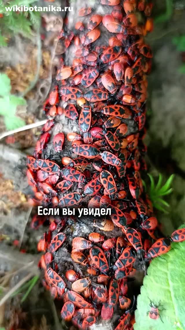 Они ПОЛЕЗНЫ!