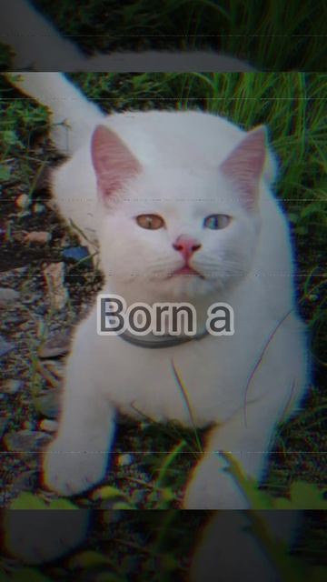 Наши милый добрые и покинутые герои... #цените_каждый_момент_с_котом_или_собакой_любимимым_своим_др