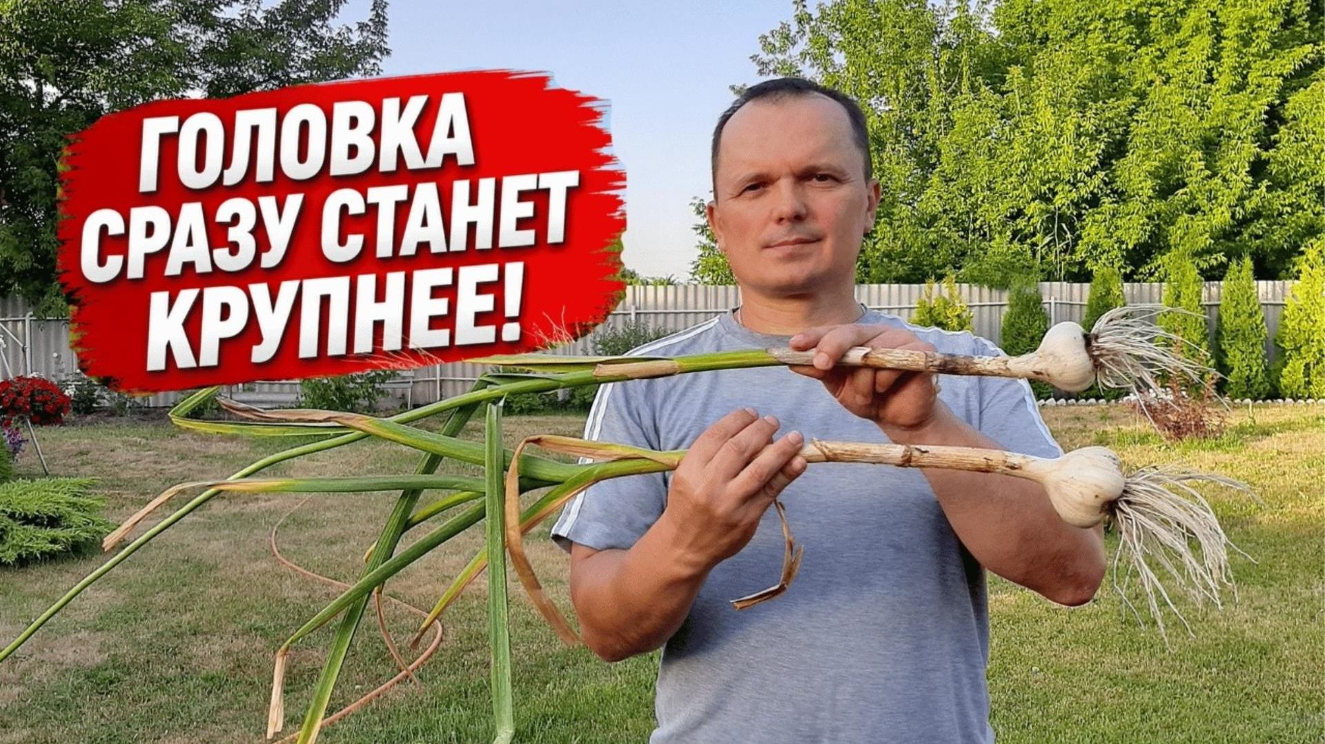 Головка на чесноке станет крупнее даже без подкормки. Сделайте эту простую вещь!🧄