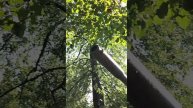 Обзор т 55 из парка победы