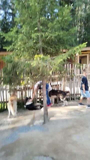 Семь хуторов, Карелия #shorts #путешествия #природа #собаки