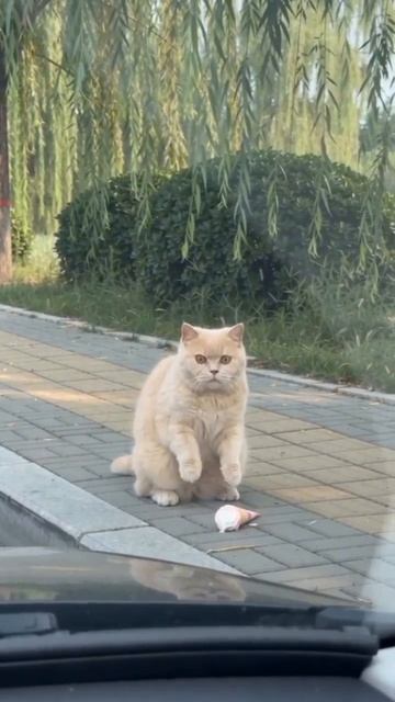 не надо их обижать