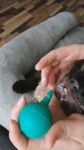 кормлю кота