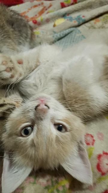 кошка