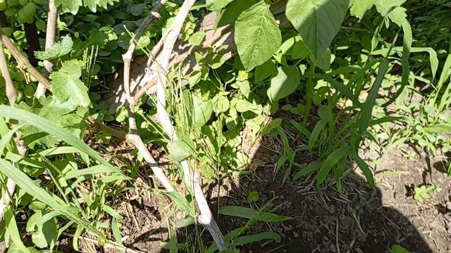 Сорт винограда который я удалилю