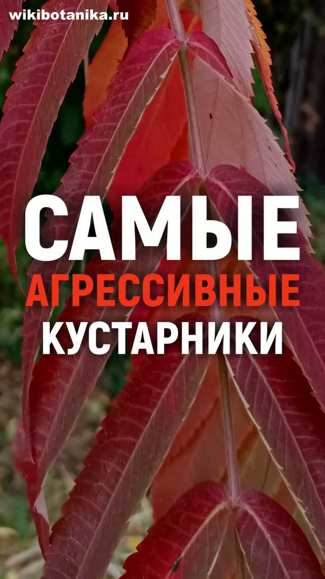 Самые АГРЕССИВНЫЕ КУСТАРНИКИ