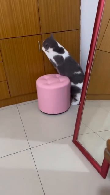 Пацаны шухер