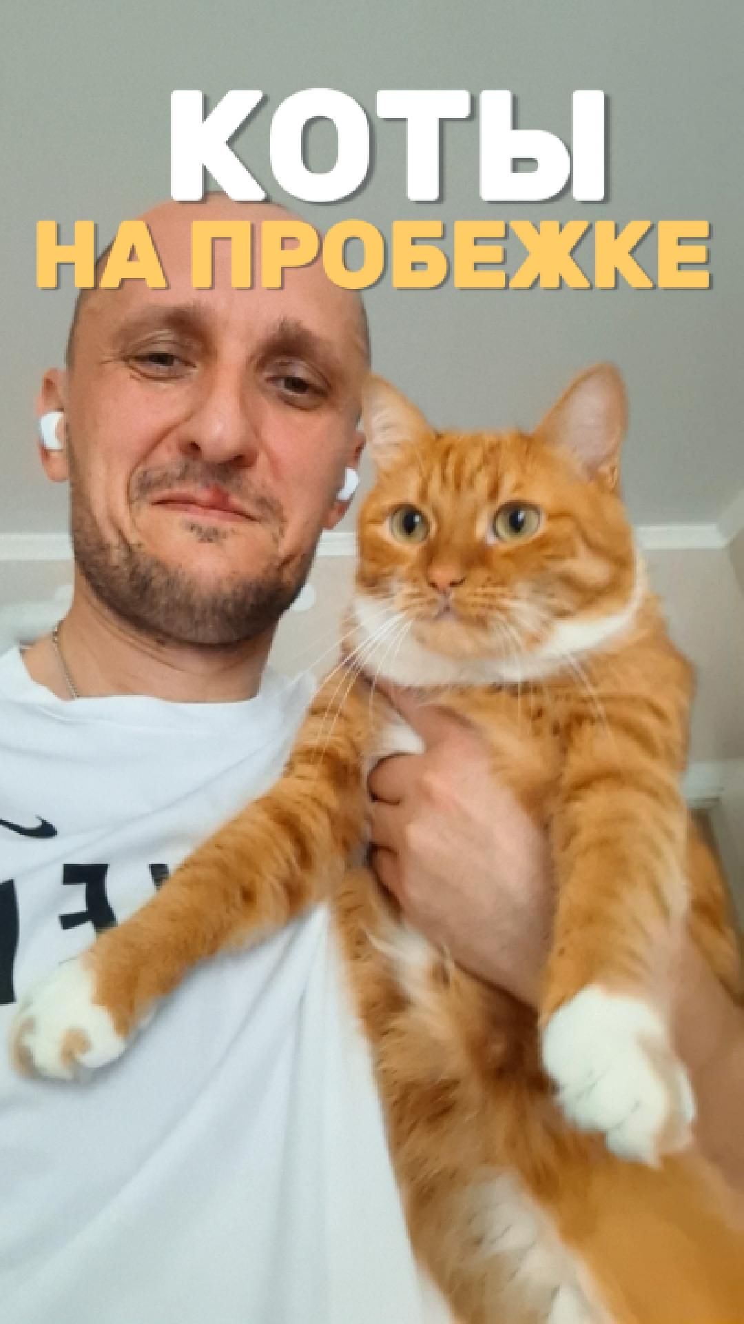Коты и пробежка