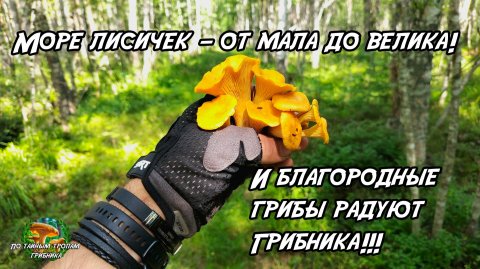 Море лисичек — от мала до велика! И благородные грибы радуют грибника!!! 10.07.26