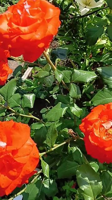 Розы# цветы #☘️💃🦋🥀☘️