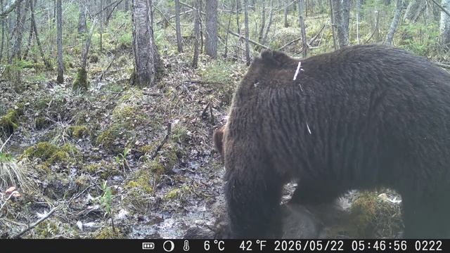 Видео от Красноярская тайга. Фотоловушки