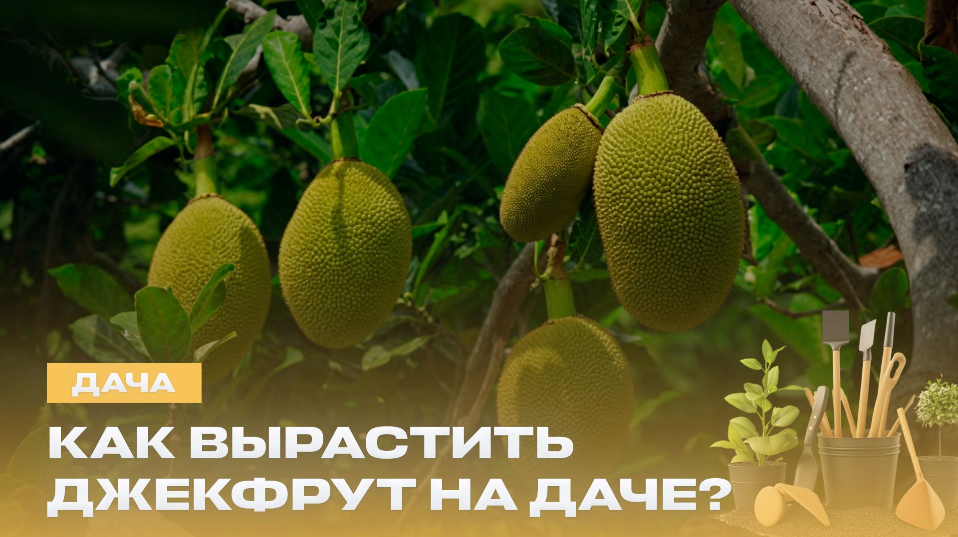 Спасаем урожай без химии! Чем полезны мандариновые корки? | Ирисы и экзотический джекфрут | Дача