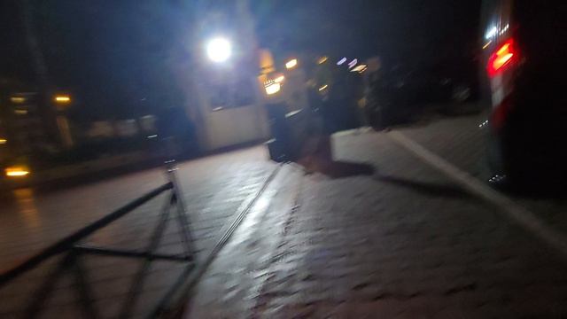 котики в отеле, дорога до номера в Турции