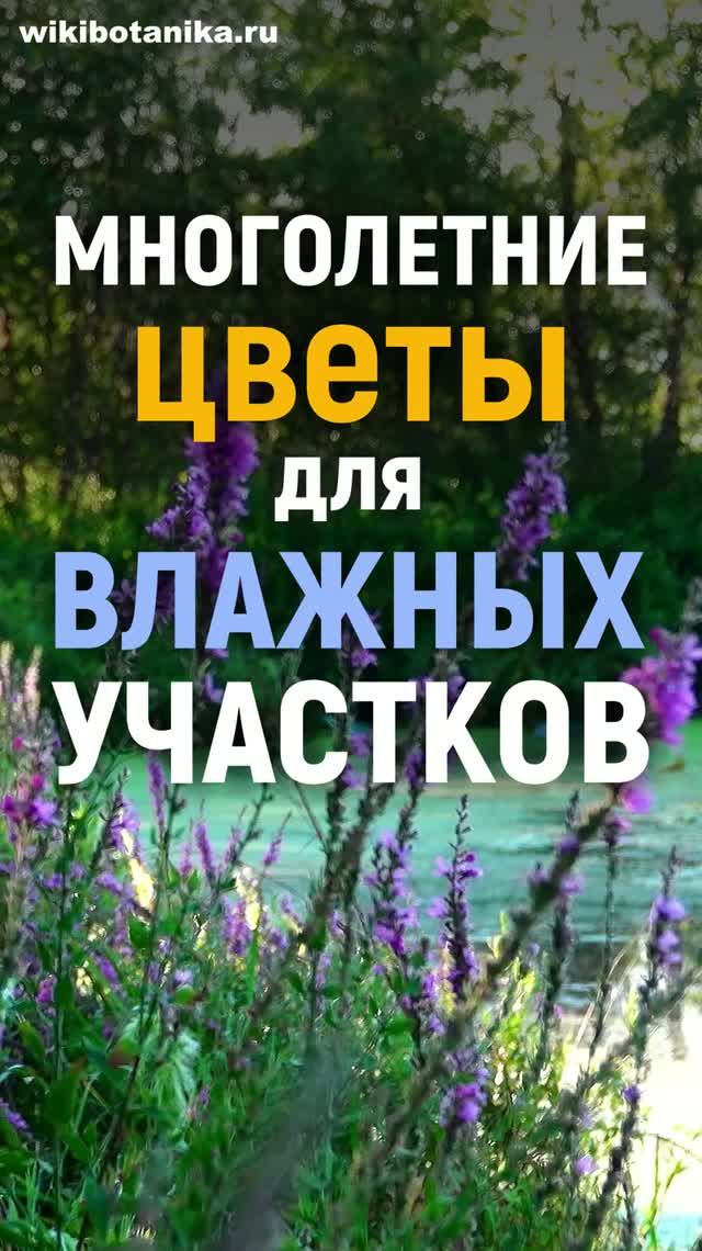 Многолетние ЦВЕТЫ для ВЛАЖНЫХ УЧАСТКОВ