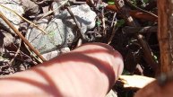 Дальневосточная квакша Hyla japonica