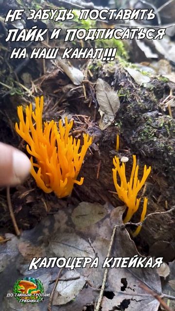 Калоцера клейкая (лат. Calocera viscosa)
