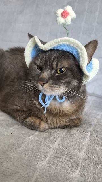 Пушистый сыночка 💙 🌸🐾