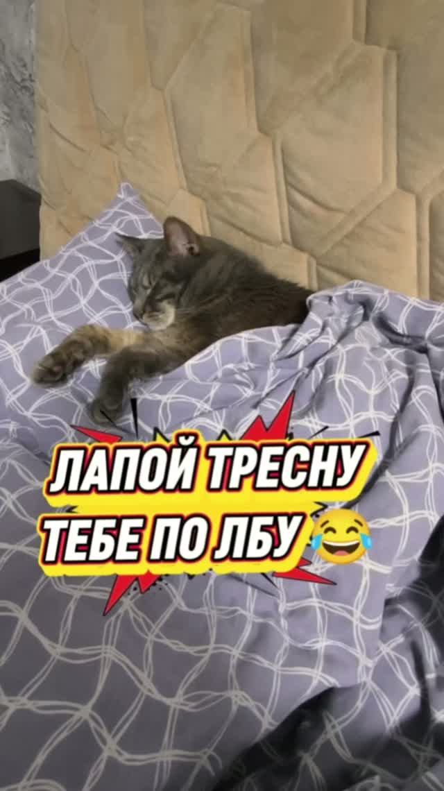 ГИМН котов😻