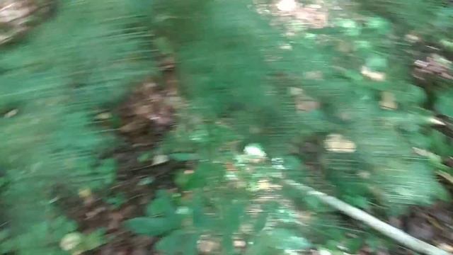 Грибы 12.07.22. Собираю новый урожай