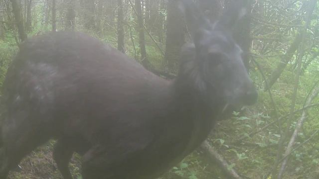 Видео от Красноярская тайга. Фотоловушки