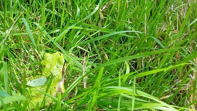 Дальневосточная квакша Hyla japonica