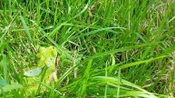 Дальневосточная квакша Hyla japonica