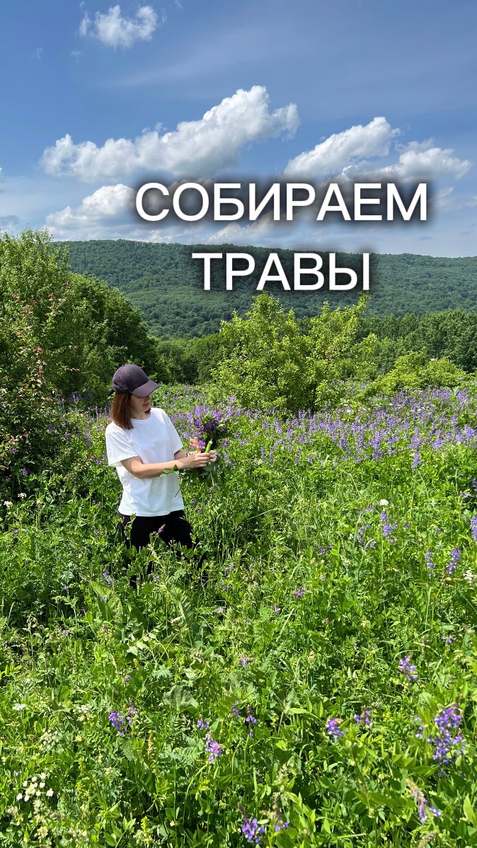 Собираем травы. Галега лекарственная.