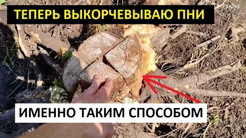 Как выкорчевать пень своими руками