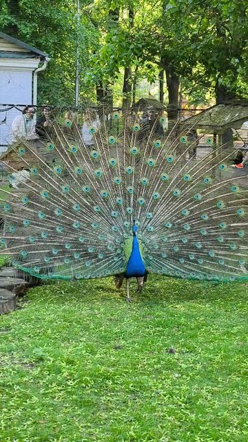 Любите себя ❤️🦚