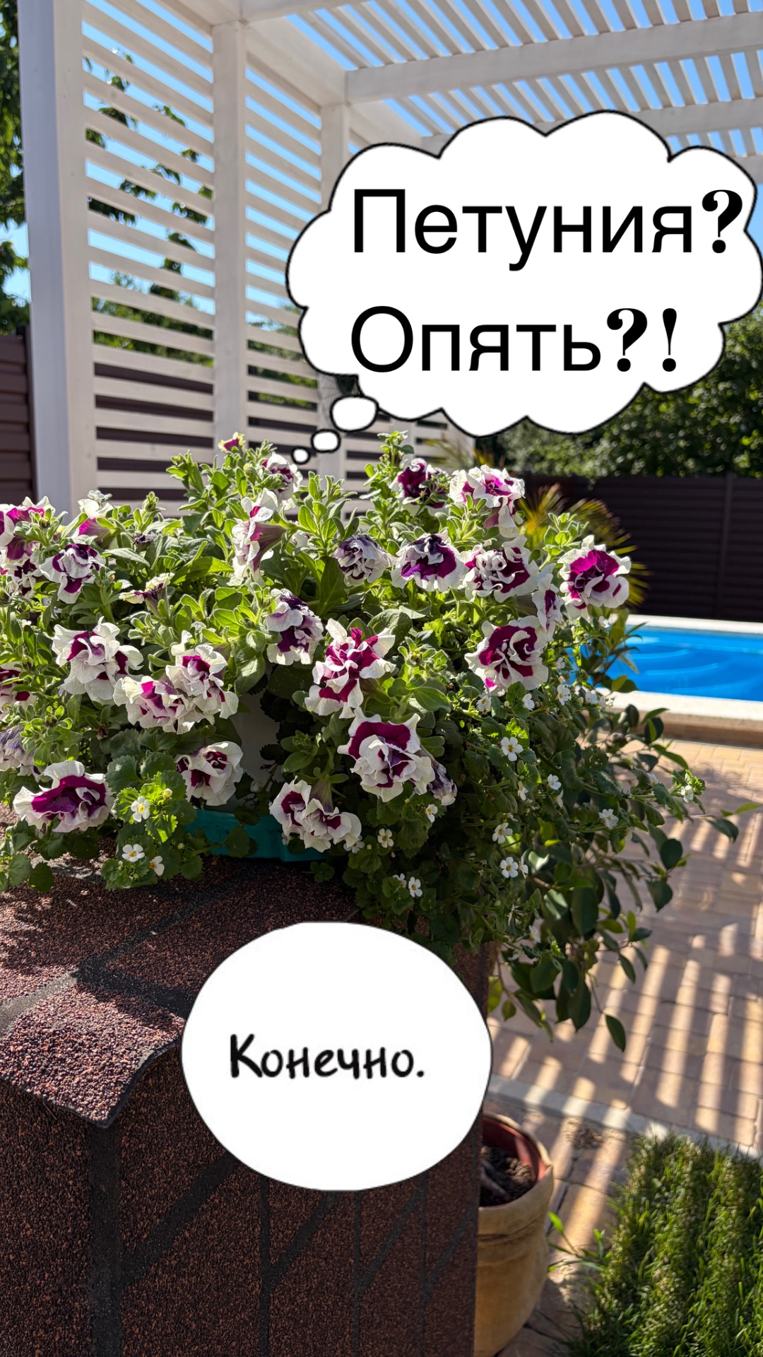 Новая Петуния в компании с Баковой в моей коллекции 😂