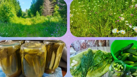 Первая заготовка из огурцов ,снова за Иван чаем .
