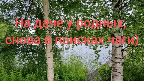 На даче у родных,снова в поисках чаги)