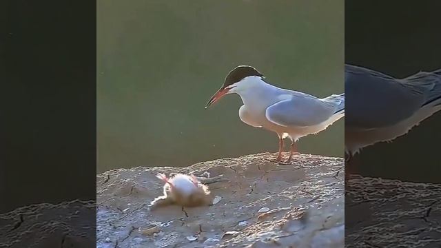 Видео от Красноярская тайга. Фотоловушки