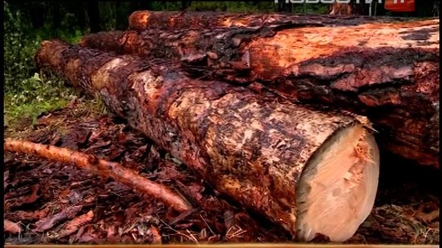 Черные лесорубы взялись за старое