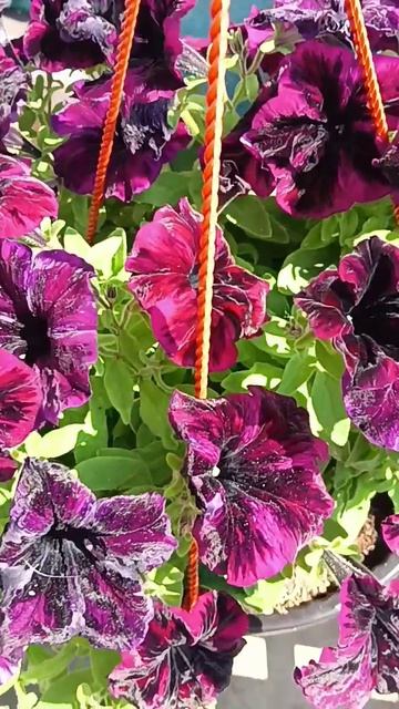 Махровые петунии ☘️💃🦋🥀☘️