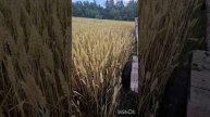 По зелёным полям
