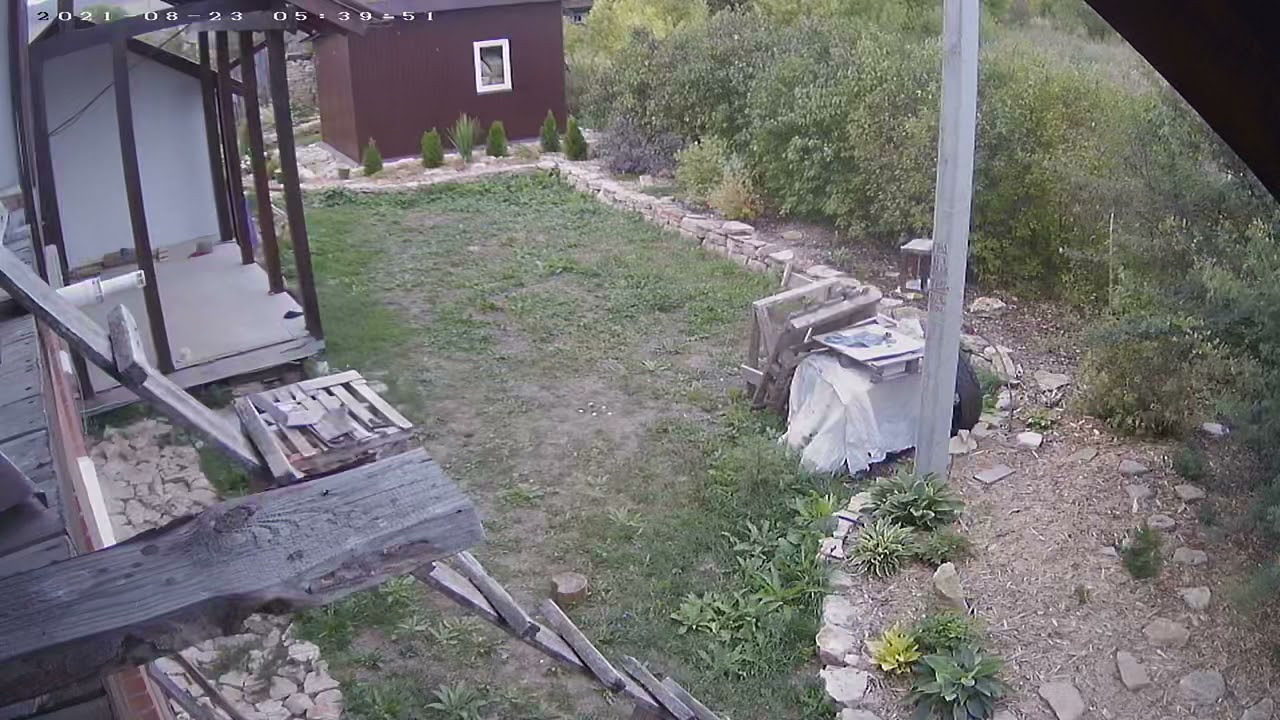 Нападение ястреба на сорок
