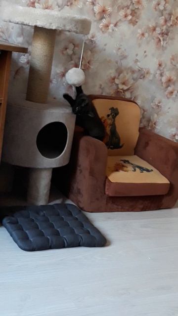 МИЛКА ИГРАЕТ С КЛУБКОМ
