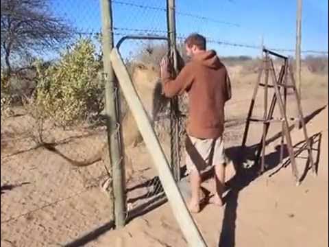 Just Enjoying Life With Some Terrifying Lions!
