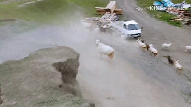 Козлы настоящие!