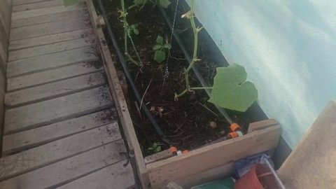 родительская грядка и ее применение