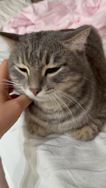 Милый котик 🐱😺
