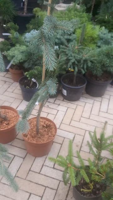 ❤🌲Ель Энгельмана Снейк
✔Продажа растений в телеграм канале:
https://t.me/love_is_hvoiny_dvorik
🚛🪴От