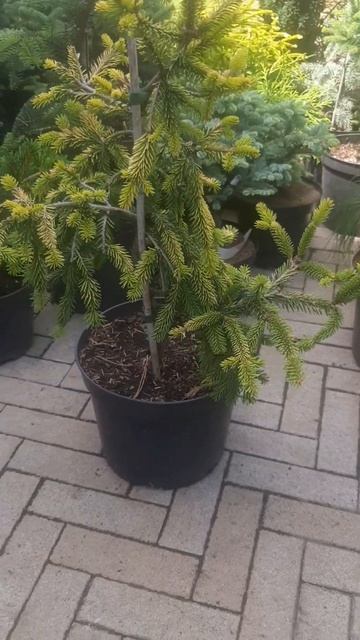❤🌲Ель Голд Дрифт
✔Продажа растений в телеграм канале: https://t.me/love_is_hvoiny_dvorik
🚛🪴Отправка