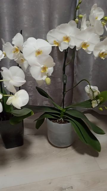 VID_20260710_135332