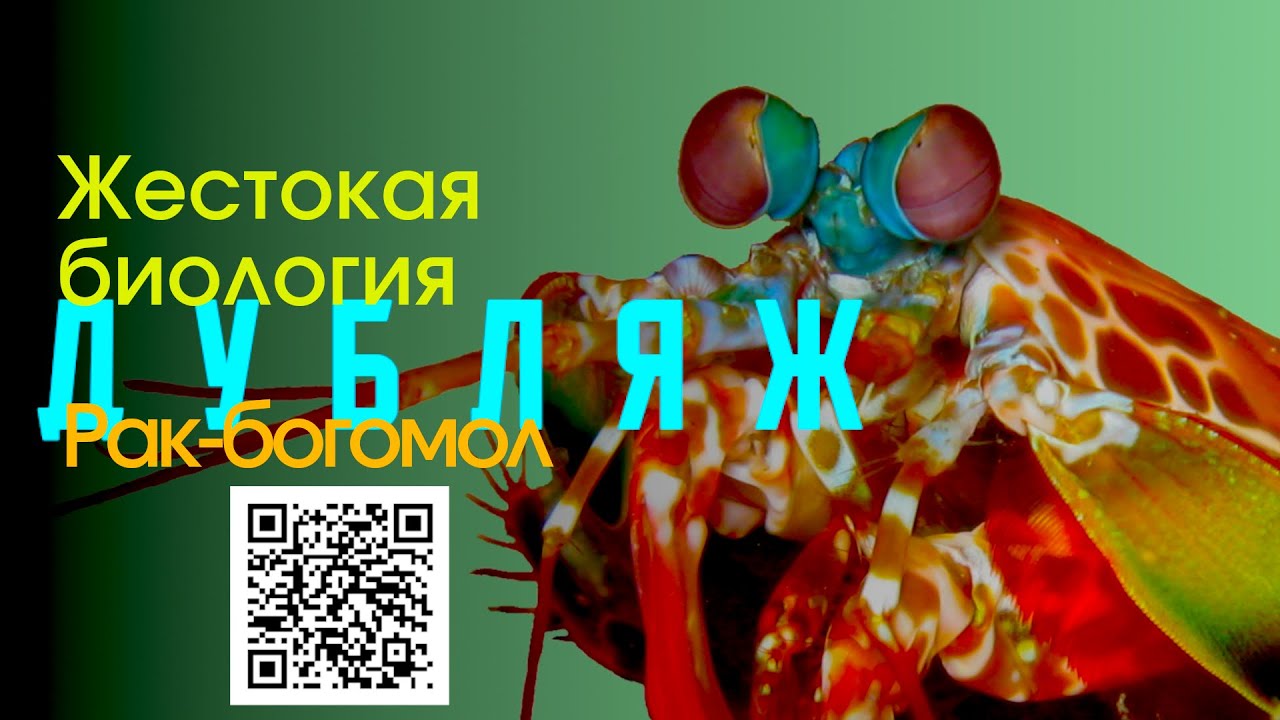 Жестокая биология: Рак-богомол | RUS DUB 🎙️