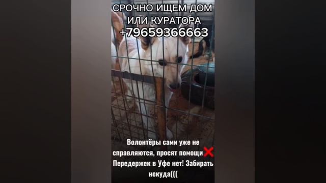 Отлов Башкирии📍 его дважды
предали💔 однажды его уже 
забирали из отлова, но вот он
снова здесь…