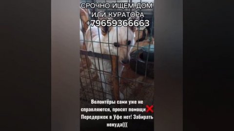 Отлов Башкирии📍 его дважды
предали💔 однажды его уже
забирали из отлова, но вот он
снова здесь…